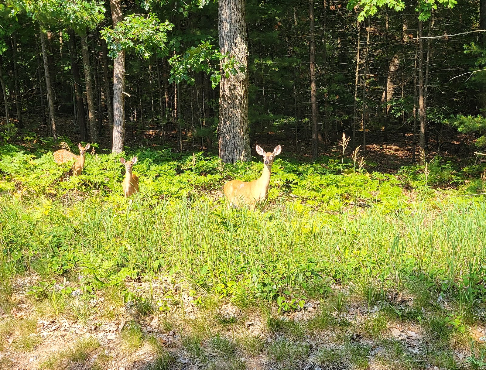 A whitetail doe and two fawns standing in the ferns at the edge of the woods beside Duck Lake