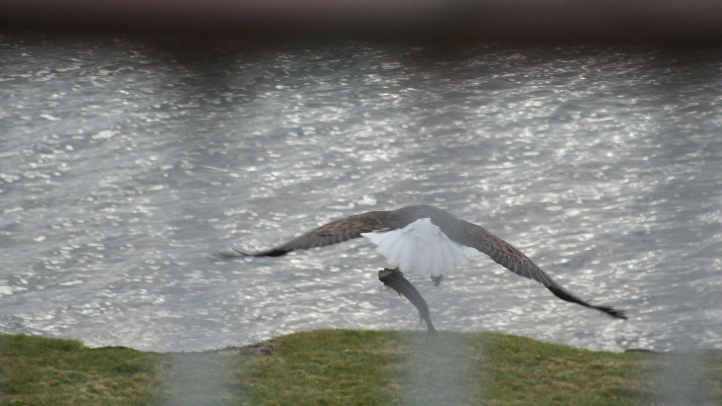 Bald eagle catching a fish over Muskegon Lake Michigan