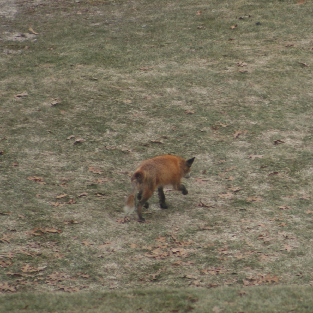 Fox on North Muskegon lakefront Michigan